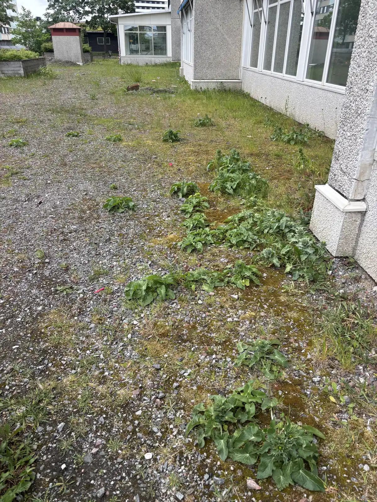 Igenvuxen terrassyta med grus och vegetation före rivning
